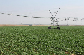 ep campo de regadio en la cuenca del duero