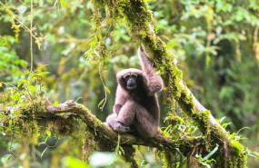 ep nuevas especies gran mekong biodiversidad primate