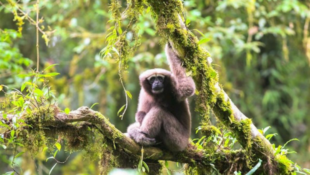 ep nuevas especies gran mekong biodiversidad primate