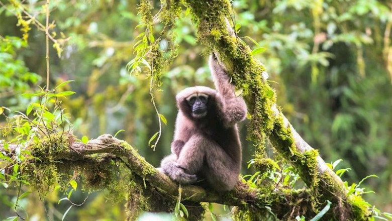 ep nuevas especies gran mekong biodiversidad primate ep nuevas especies gran mekong biodiversidad primate