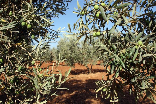 Olivos en olivares de Andalucía | Europa Press/Archivo ep olivosolivaresandalucia