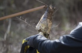 ep seobirdlifeecoembes lanzancampanaconcienciarimpacto del