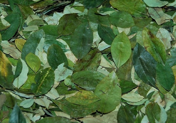 hoja de coca peru