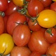 tomates