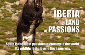 1638441793 poster iberiaaland of passions low rushdocwinner