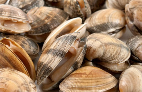 almeja fina de corea 1 almeja fina de corea 1