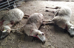 ep archivo imagen de los efectos provocados por una lobada en villar del buey ep archivo imagen de los efectos provocados por una lobada en villar del buey