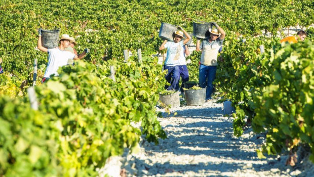 ep archivo   trabajadores vendimiando en una vina del marco de jerez en una foto de archivo
