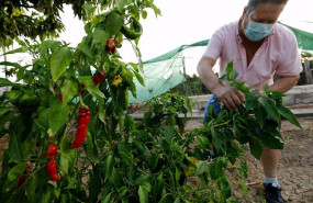 ep archivo   un agricultor cultiva pimientos en una huerta