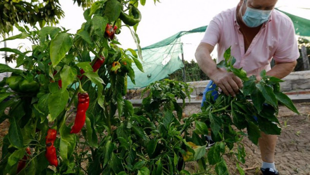 ep archivo   un agricultor cultiva pimientos en una huerta