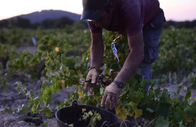 ep archivo   un hombre trabaja en la vendimia en un vinedo de la bodega de las moradas de san martin