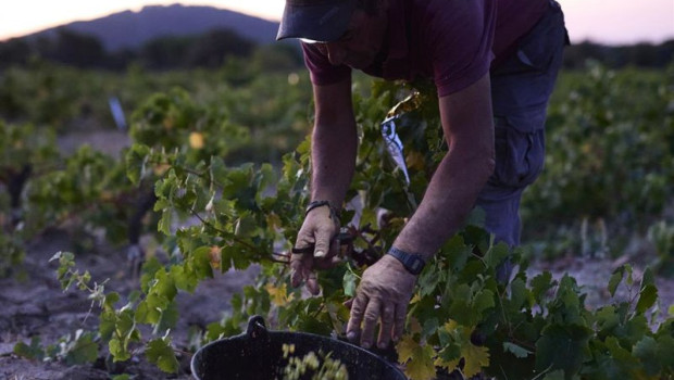ep archivo   un hombre trabaja en la vendimia en un vinedo de la bodega de las moradas de san martin