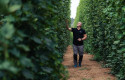 ep cultivo de lupulo en prades tarragona