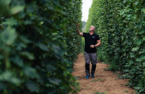 ep cultivo de lupulo en prades tarragona