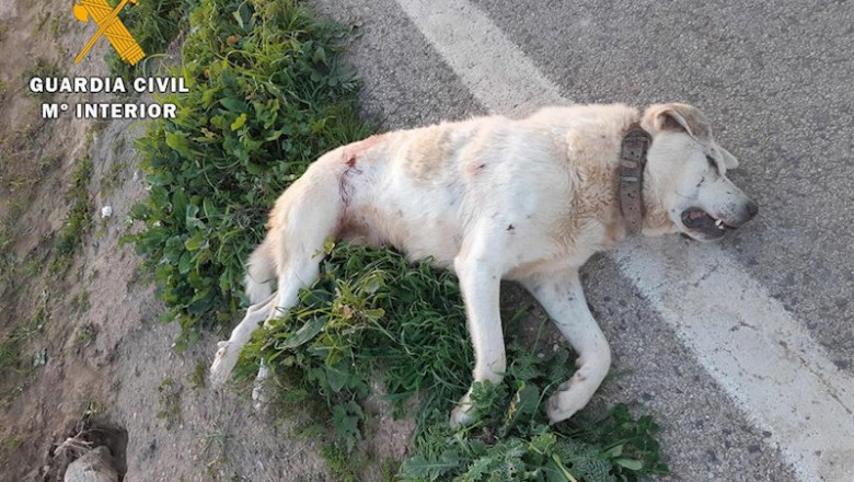 ep perro abatido en loja ep perro abatido en loja