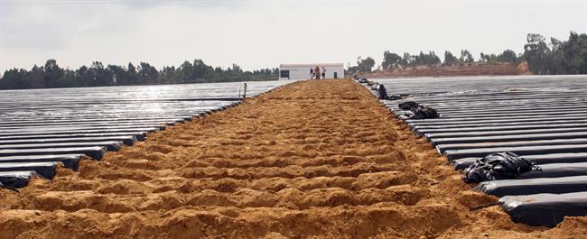 Plantaciones de fresas en Huelva | Europa Press/Archivo ep plantacionesfresashuelva