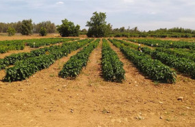 ep politica agraria comunitaria