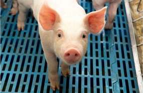 pig genus cerdo animal farming agriculture pig genus cerdo animal farming agriculture