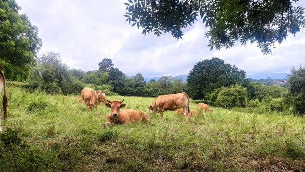 ep archivo   vacas en villaviciosa