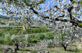 ep archivo   varios arboles de cerezo en la floracion de los cerezos en el valle del jerte