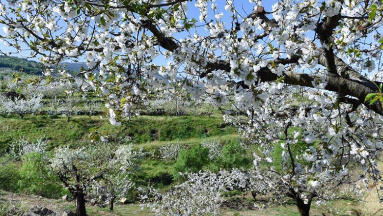 Archivo - Varios árboles de cerezo en la floración de los cerezos, en el Valle del Jerte, | Gustavo Valiente - Europa Press - Archivo ep archivo varios arboles de cerezo en la floracion de los cerezos en el valle del jerte
