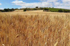 ep campo de trigo