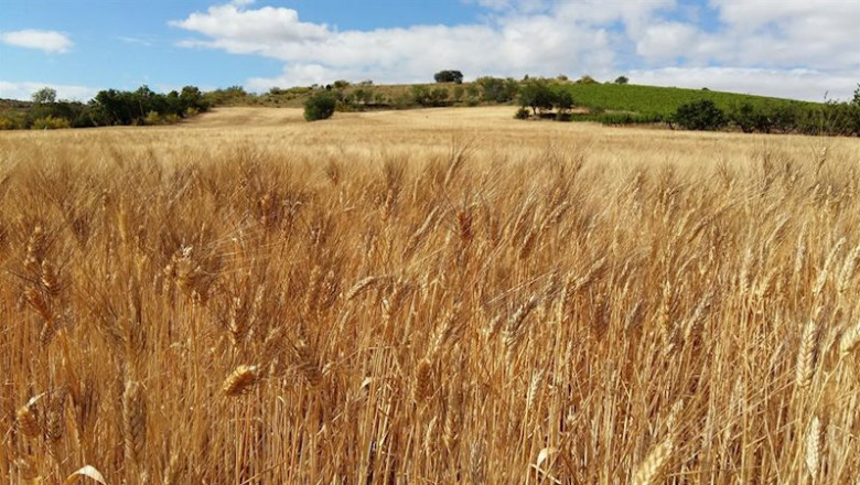 ep campo de trigo