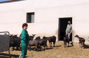 ep ganaderos con cabras