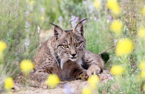 ep lince iberico