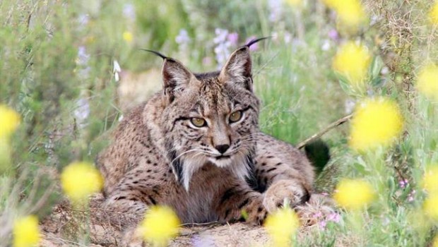 ep lince iberico
