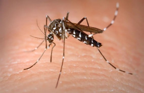 ep mosquito tigre 20200510220102