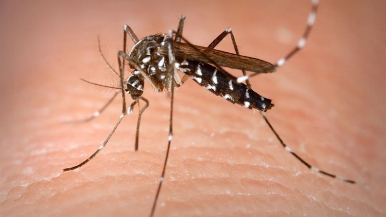ep mosquito tigre 20200510220102 ep mosquito tigre 20200510220102