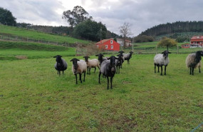 ep ovejas rural ganaderia