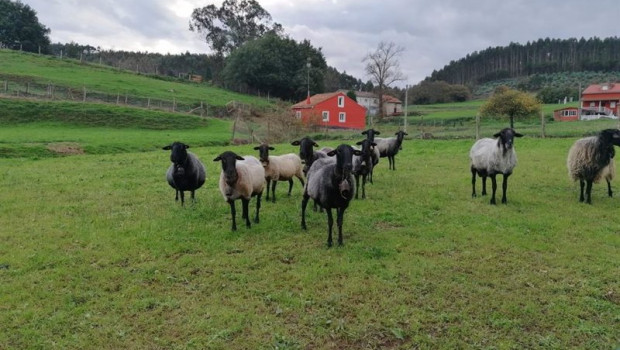 ep ovejas rural ganaderia