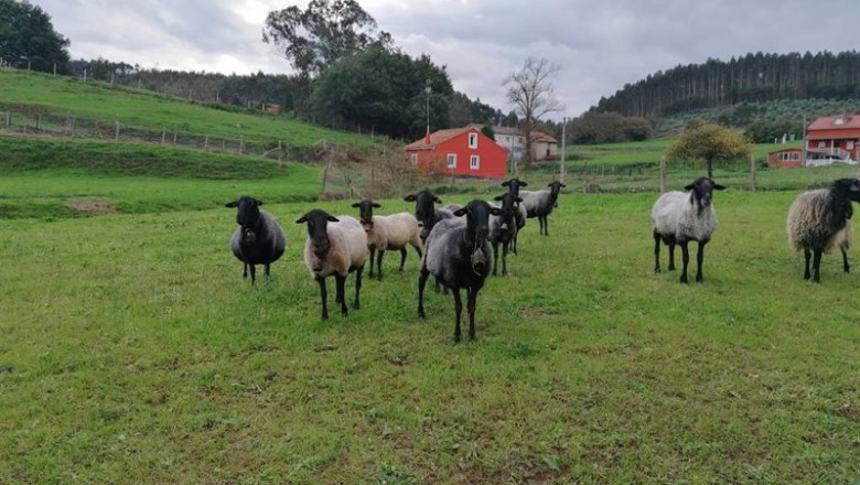 ep ovejas rural ganaderia
