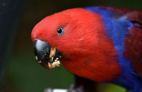 1597404338 versele laga