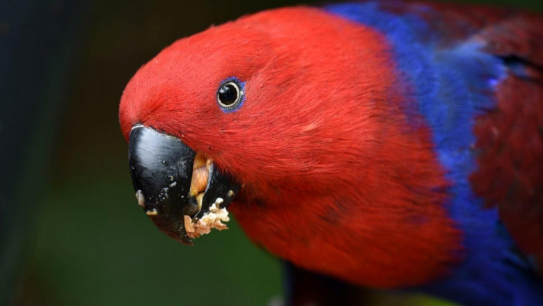 1597404338 versele laga