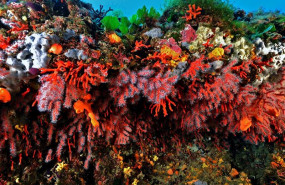 ep coral rojo en el mediterraneo