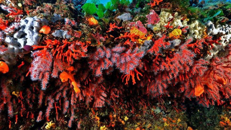 ep coral rojo en el mediterraneo