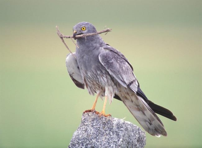 Ejemplar de aguilucho cenizo | SEO/BIRDLIFE ep ejemplaraguilucho cenizo