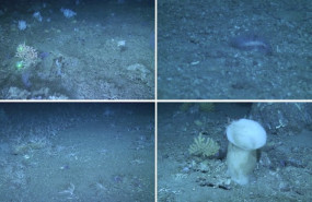 ep imagenes del habitat profundo del golfo de cadiz