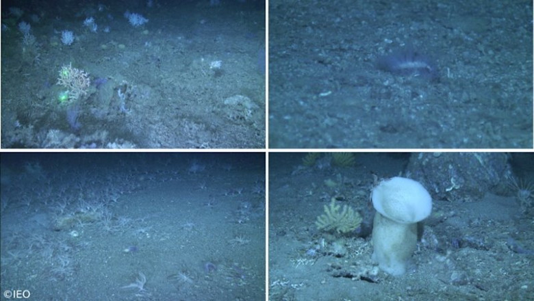 Imágenes del hábitat profundo del golfo de Cádiz | IEO ep imagenes del habitat profundo del golfo de cadiz