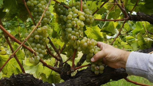 ep las uvas de un vinedo