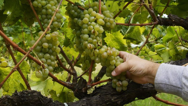 ep las uvas de un vinedo