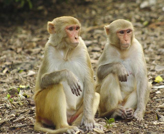 ep macaco mono rhesus