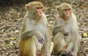 ep macaco mono rhesus ep macaco mono rhesus