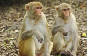 ep macaco mono rhesus