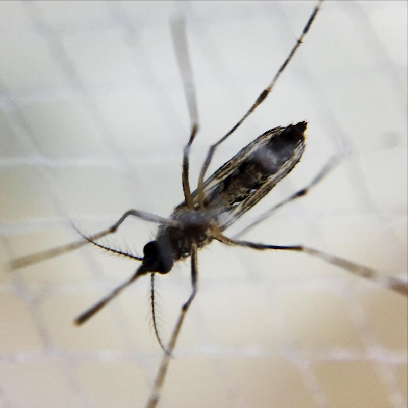 ep mosquito aedes hembra dengue