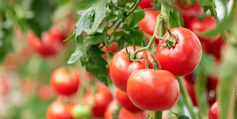 ep tomates 20240308143303 ep tomates 20240308143303