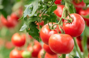 ep tomates 20240308143303